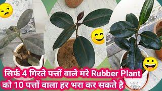 Rubber Plant Care Tips, सिर्फ 4 गिरते पत्तो वाले बिलकुल मरते रबर प्लांट से 10 नई पत्तियां वाला पौधा