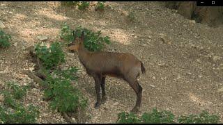 Wildpark Ernstbrunn mit Hedy und Martin Juni 2022 (UHD)