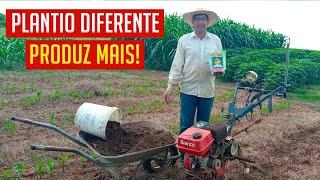 Plantio de MILHO VERDE de forma Diferente que Produz Muito Mais!!