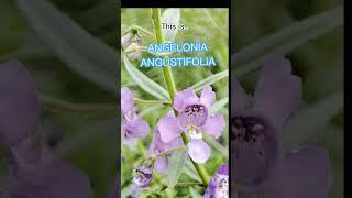 LAVENDER, Narrowleaf angelon, Angelonia angustifolia. #shorts #flowers #beautifulflower #lavender