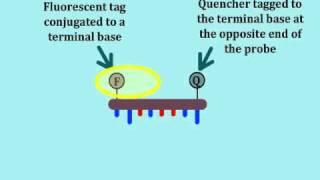 Real-Time Polymerase Chain Reaction (PCR) - Multi-Lingual Captions