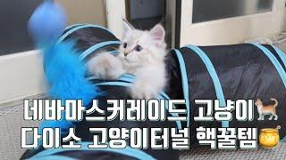 ENG) 네바마스커레이드 고양이 터널 다이소 핵꿀템