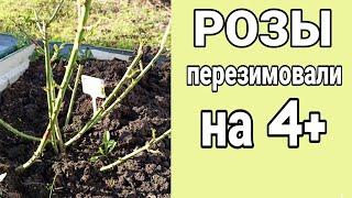 Розы перезимовали на 4+