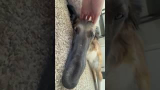 snoot noggin scritches #newnails #borzoi #silkenwindhound #scratching #asmr