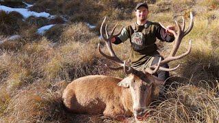 Massive Red Stag | 300DS | Public Land