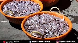 தூத்துக்குடியில் மிகப்பெரிய மீன் ஏலம் விடும் இடம் Largest Fish Auction in Tuticorin