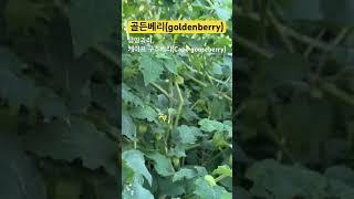 골든베리(golden berry),금땅과리, 케이프 구즈베리(Cape gooseberry)