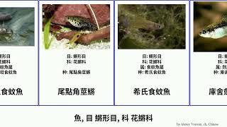 魚, 目 鱂形目, 科 花鱂科 fish Nineties 雙斑異小鱂 Poeciliidae Cyprinodontiformes 野花鱂 Brian 胎花鱂 尾點角莖鱂 卡氏銼齒鱂 美麗新異鱂