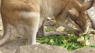 Anak Kanguru Tanah Belajar Makan