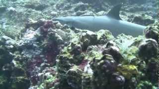 Komodo + Flores  2012 - Diving @ Batu Bolong HD