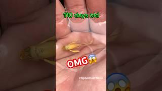 How do guppies grow?#guppy #bettafishtank