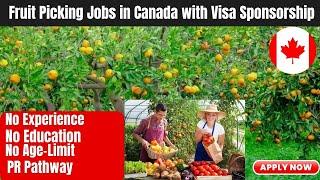 CANADA FRUIT PICKER AND HARVESTING JOBS WITH VISA SPONSORSHIP| DIRECT HIRE TO THE COMPANY