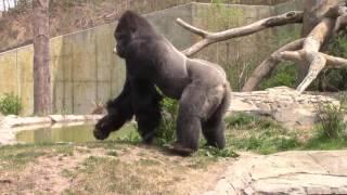 Silverback Gorillas at Omaha Zoo