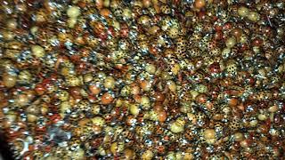 Asian Lady Beetles everywhere!