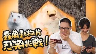 《倉鼠人》許伯V.S簡芝!10呆萌動物片含水忍笑挑戰!!