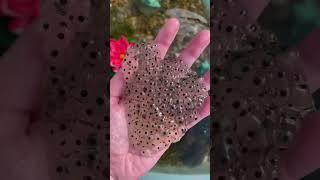 Frog Eggs Found in a swamp  #shorts