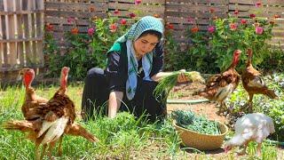 Baking Two Local and Traditional Bread "Kelaneh" & "Kolerah" in the Village