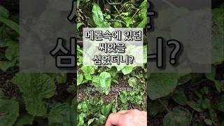 멜론 씨앗 발아 모종만들기 성공