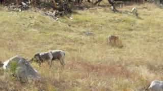 Bighorn Sheep along road in Yellowstone - 1