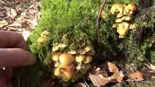 Sulphur tufts. A magical wonderland.