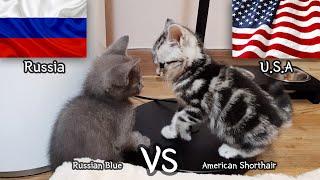 American Shorthair VS Russian Blue -  a kitten Fight Story