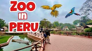 HUGE ZOO TOUR IN PERU! WONT BELIEVE WHAT WE CAME ACROSS!!!