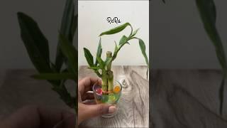 Lucky Bamboo SetupTag PlantLover ️#plants #plantlover #trending  #love #song #Nature #indoorplants