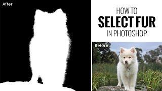 How to Select Fur or Hair in Photoshop [Photoshopdesire.com]