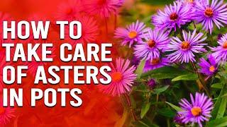 How to Take Care of Asters in Pots - Tips for Growing Asters in Pots or Containers