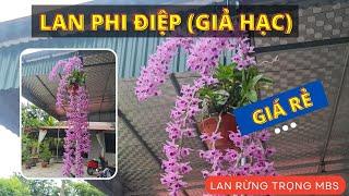 Lan Giả Hạc giá cực rẻ, chuẩn cây thân dài 20cm và 40cm | Vườn lan Trọng MBS