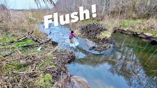 Beaver Dam Removal. Side Collapsed.