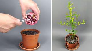 Pomegranate Tree Growing From Seed TIME LAPSE - 136 Days #greentimelapse #gtl #timelapse