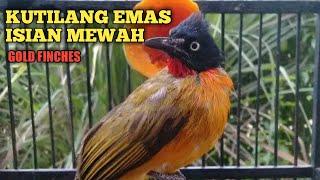 suara kutilang emas gacor isian mewah _ burung masteran