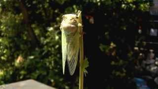 Cicada/Singzikade (Lyristes plebejus)