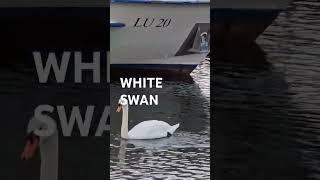 Rare, Majestic White Swan, Lucerne, Switzerland #Short # ytshorts