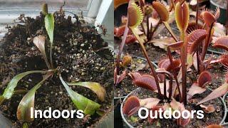 Reviving a Struggling Venus Flytrap