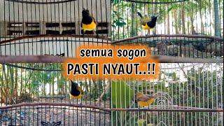 SEMUA SOGON PASTI NYAUT DENGAR SUARA PANCINGAN INI   #sogon #sogongacor #pancingansogon #sogokontong