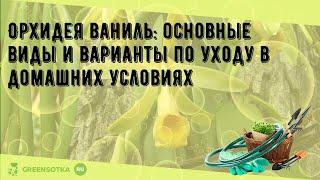 Орхидея ваниль: основные виды и варианты по уходу в домашних условиях