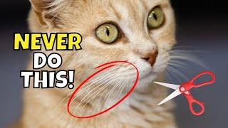 WARNING: What Happens When You Cut a Cat’s Whiskers