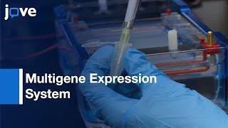 Inducible T7 RNA Polymerase-mediated Multigene Expression System | Protocol Preview