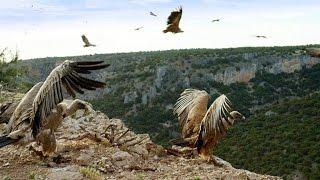 Griffon Vultures Depend on the Sun to Fly. Why?