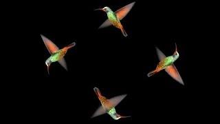 All in One Hologram Techonology Video For Holographic Pyramid | 4 face view