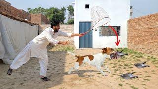 Dog Ny Pigeon Py Attack Kar Diya 