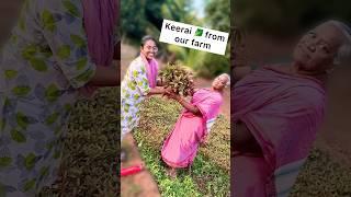 Fresh keerai from our farm ‍