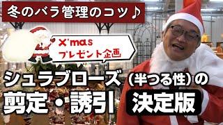 【バラの育て方】冬のバラ管理のコツシュラブローズ（半つる性）の剪定・誘引〈決定版〉＆X'masプレゼント企画（2023年12月22日）