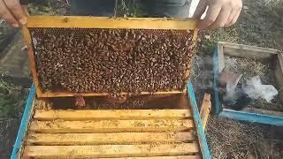 Пасека ранние весенние работы