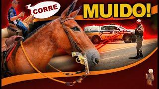 Cavalgada - Fui com a Mula -