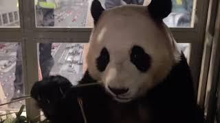 Fu Bao‘s eating show on the plane #panda #fubao #푸바오 #福寶 #福宝 #viral #trending #fypシ