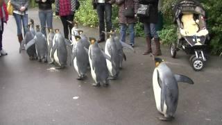 Penguin Walk - Zoo Basel [HD]