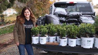 Planting a Hedge of Sprinter Boxwoods // Garden Answer